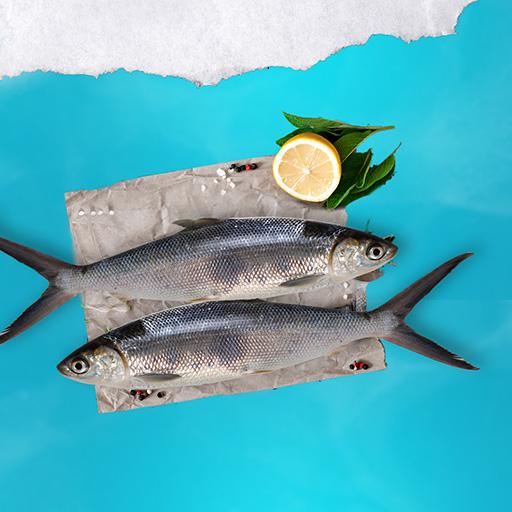 Marine milk fish